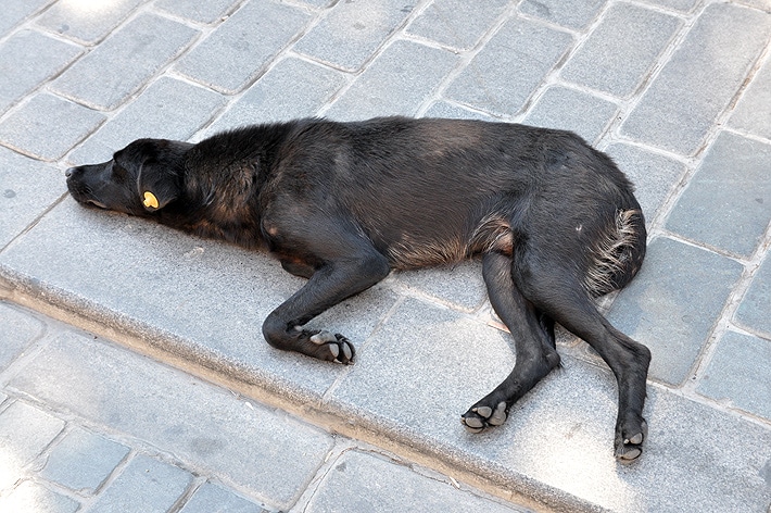 Psy na ulicach Stambułu