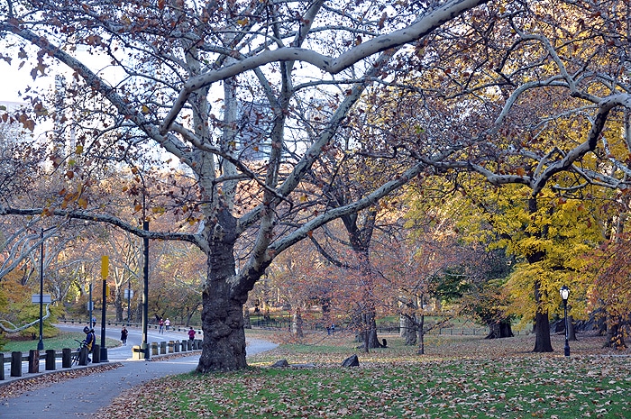 Jesień w Central Park