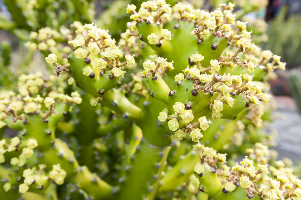 Jardín de Cactus