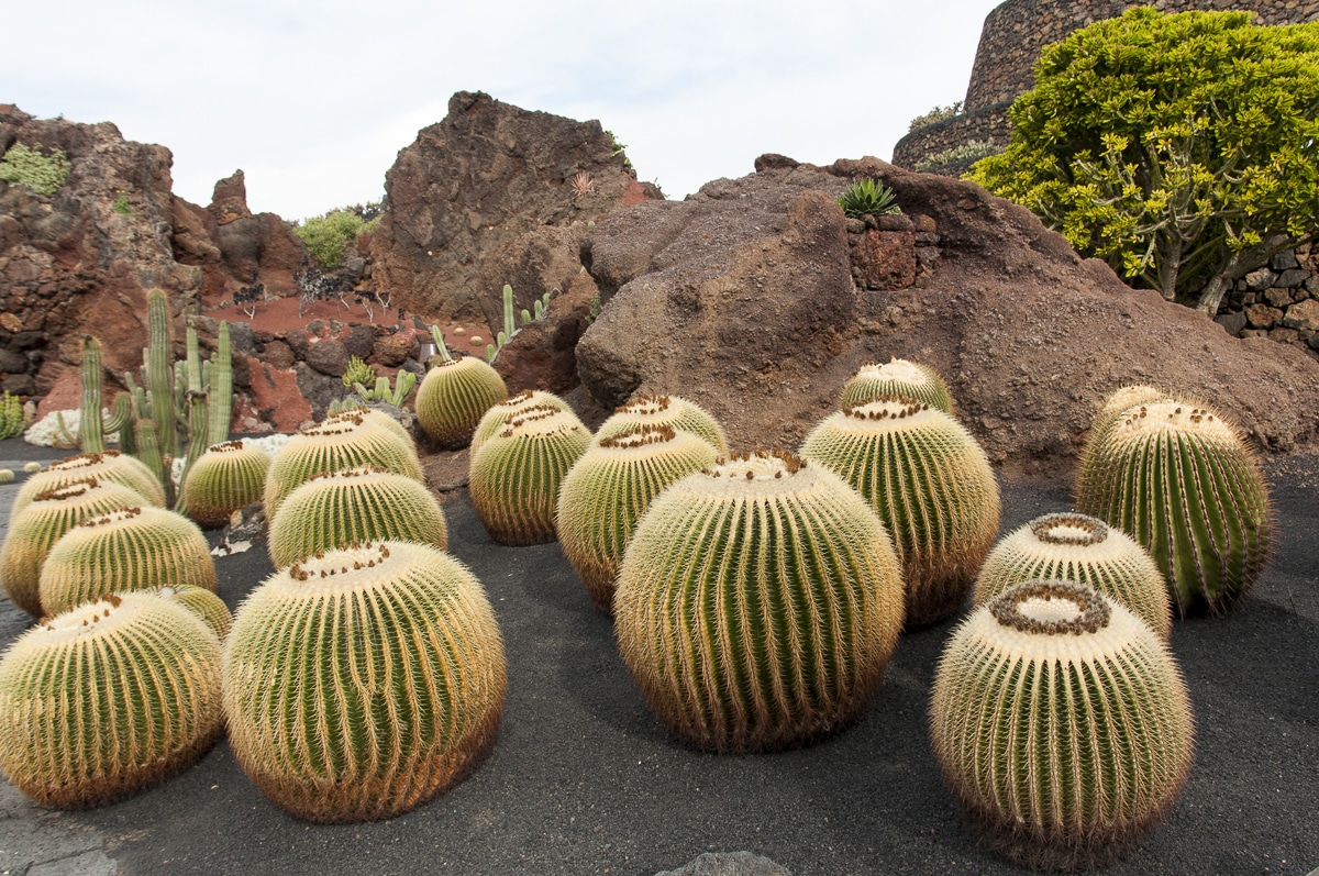 Jardín de Cactus