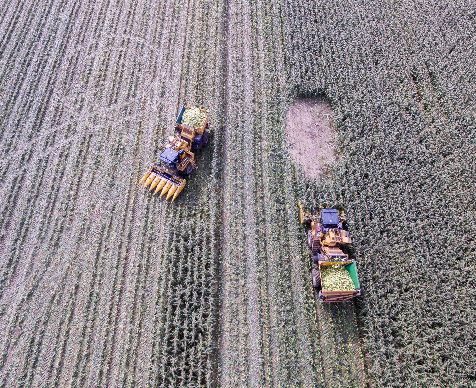 Żniwa kukurydzy