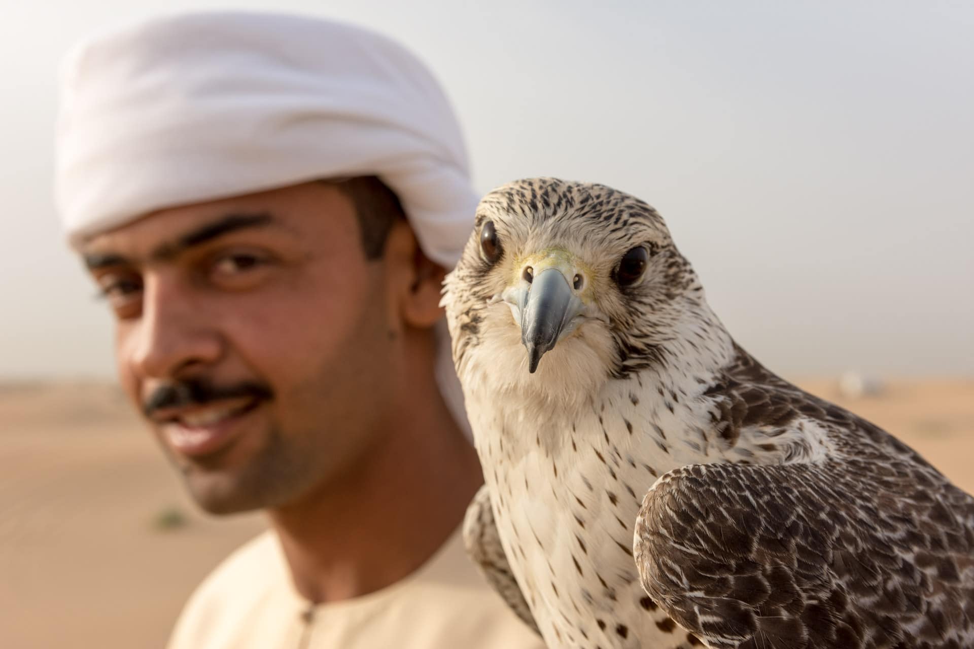 Sokół na pustyni w Dubaju