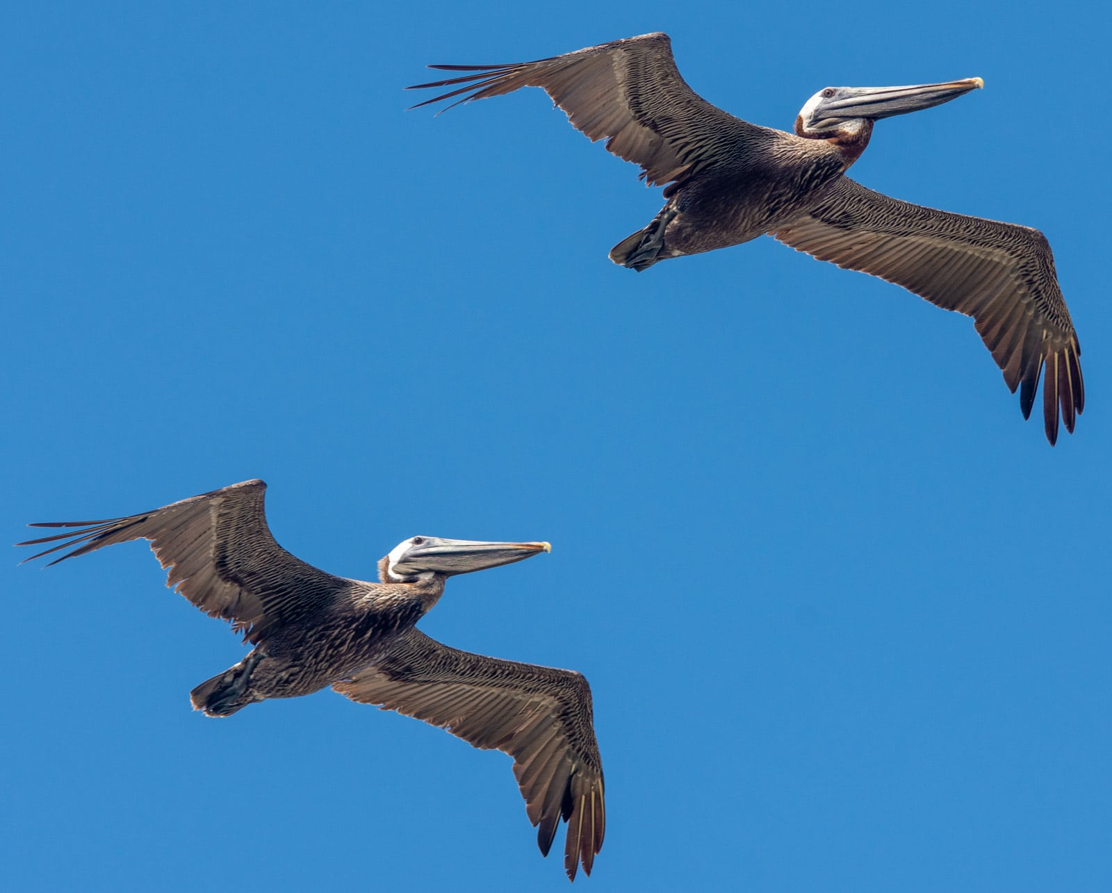 Pelikany na Florydzie