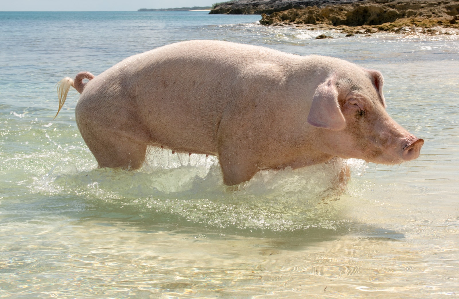 Świnie na Bahamach