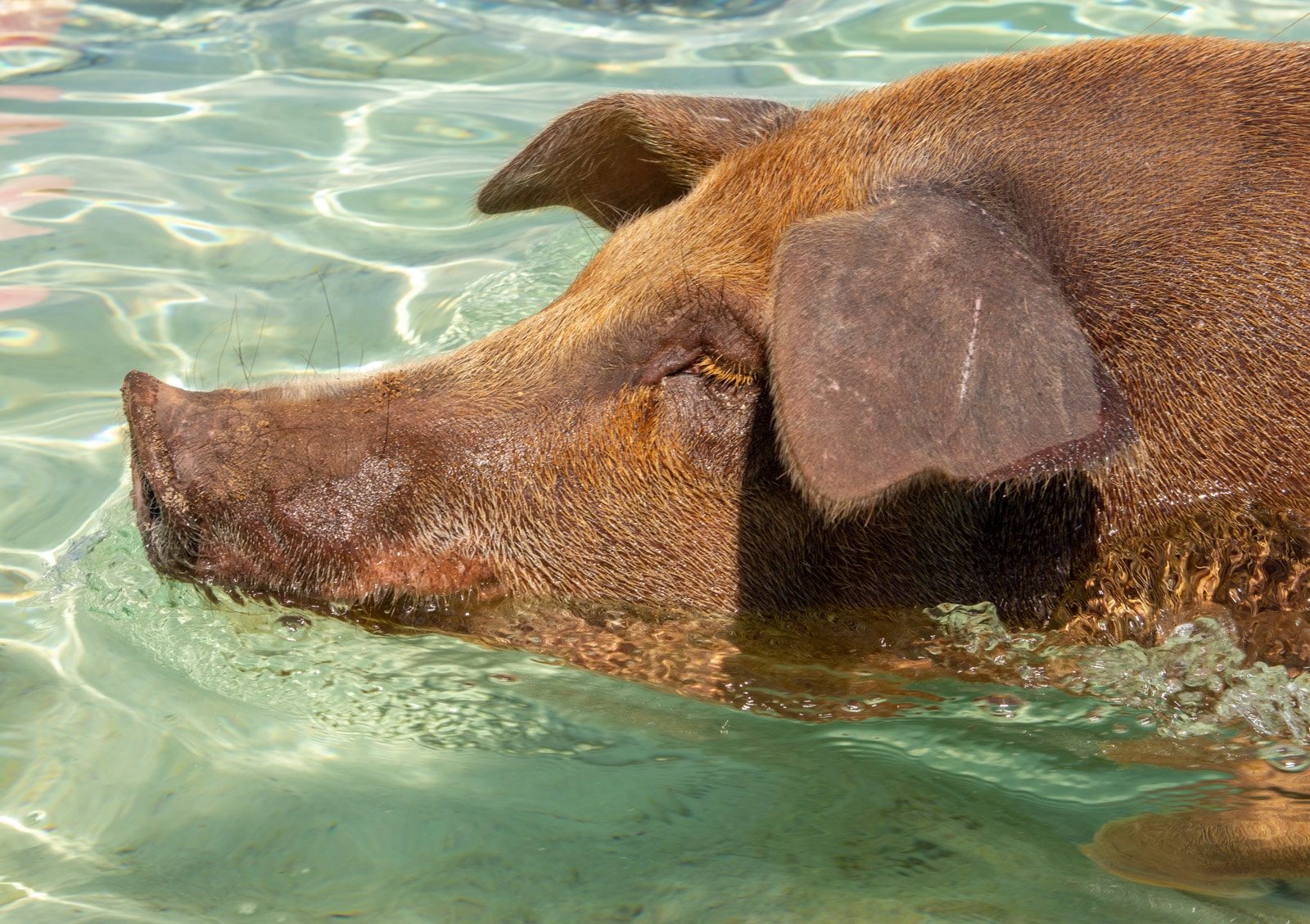 Świnie na Bahamach