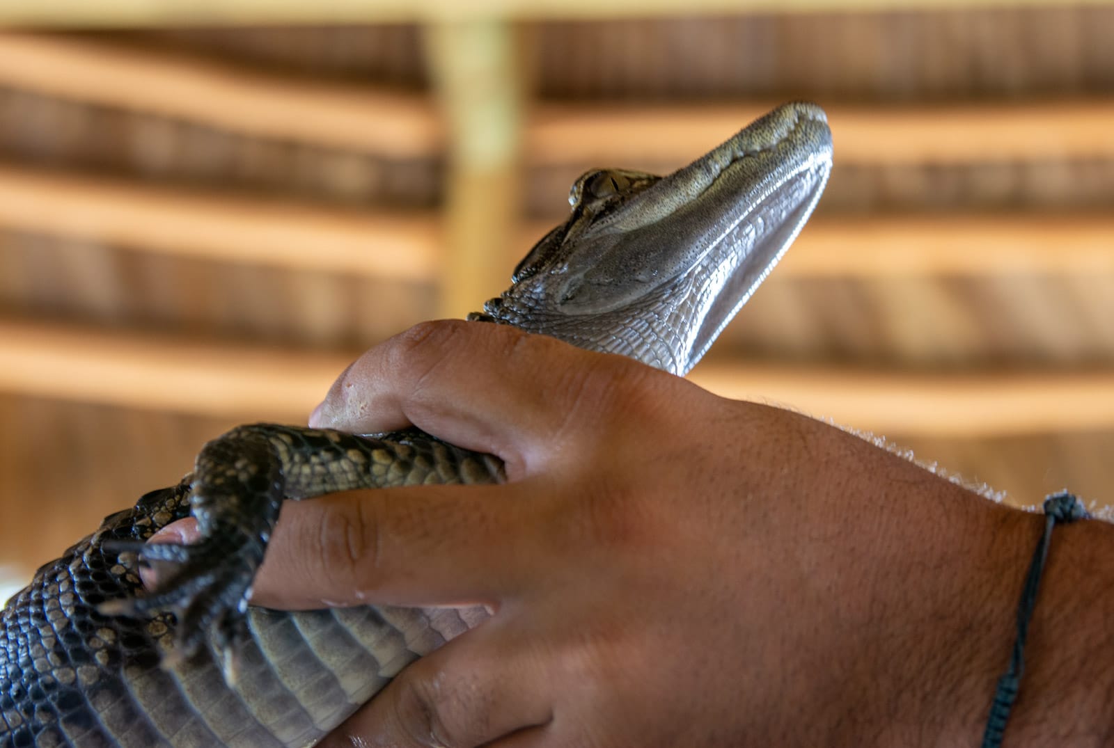 Krokodyl w Everglades