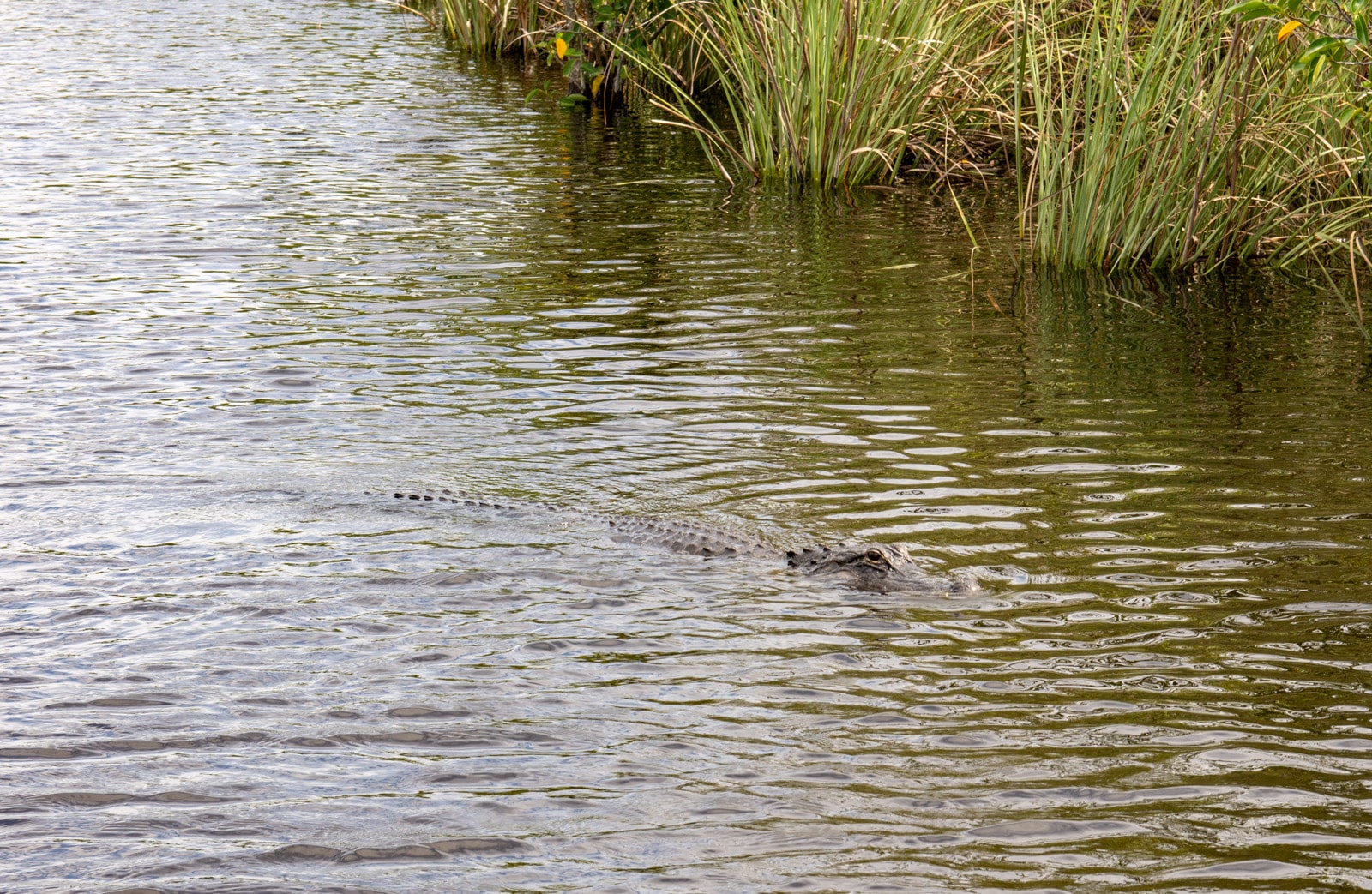 Krokodyl w Everglades