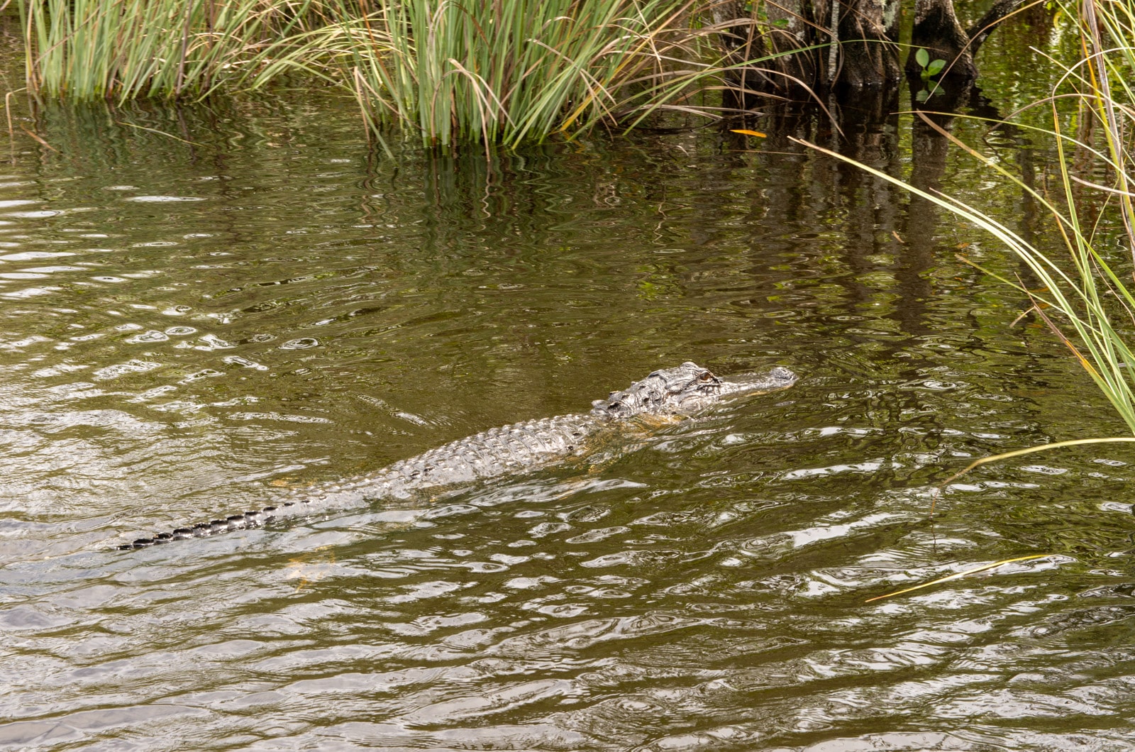 Krokodyl w Everglades