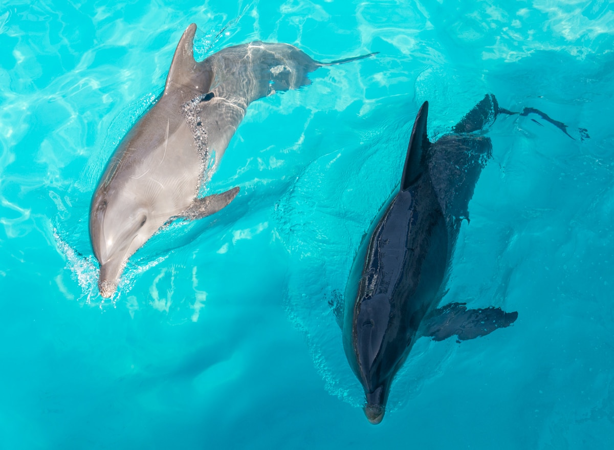 Delfiny w Cancun