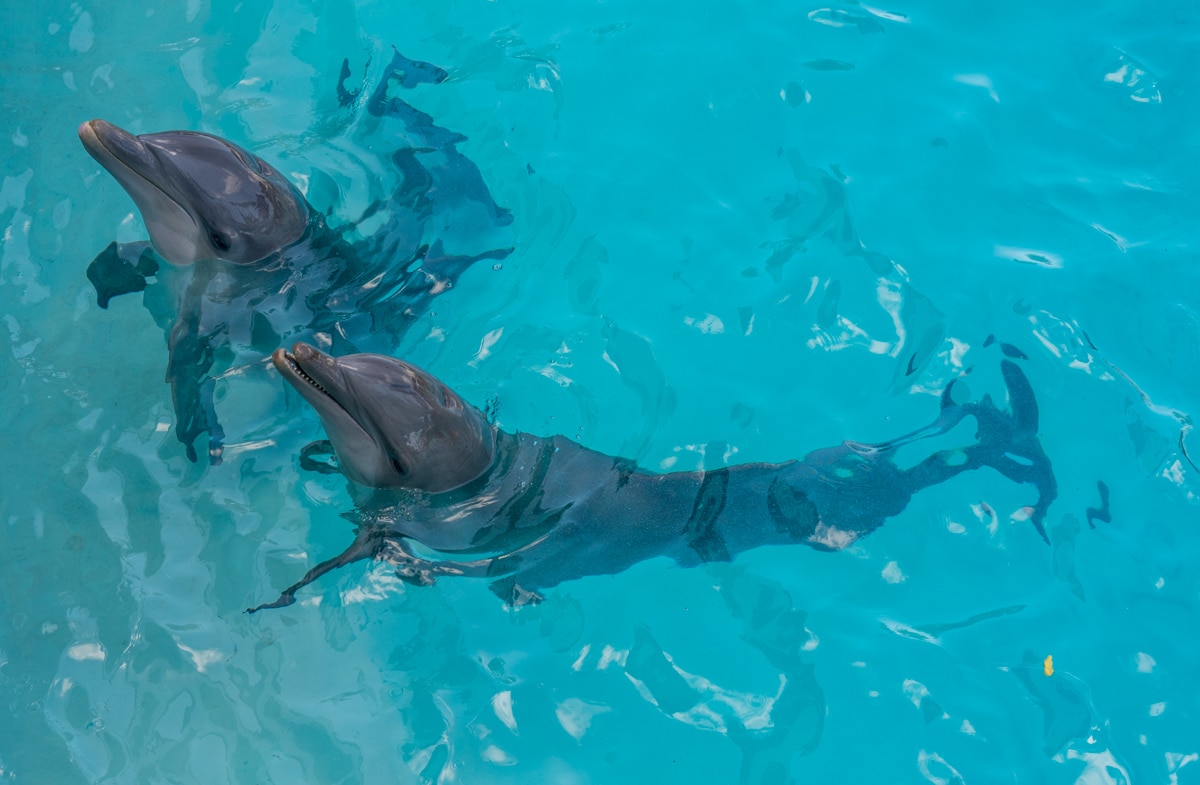 Delfiny w Cancun