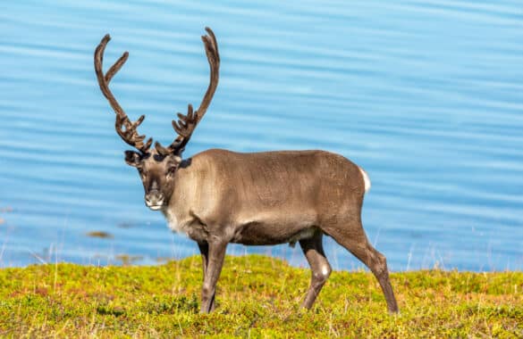 Renifery na Przylądku Nordkapp