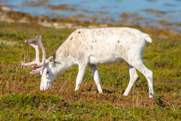 Renifery na Przylądku Nordkapp