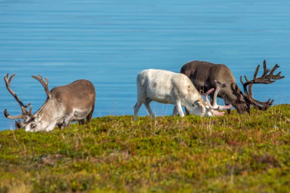 Renifery na Przylądku Nordkapp, Wyspa Magerøya