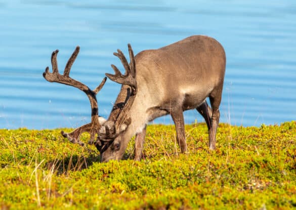 Renifery na Przylądku Nordkapp