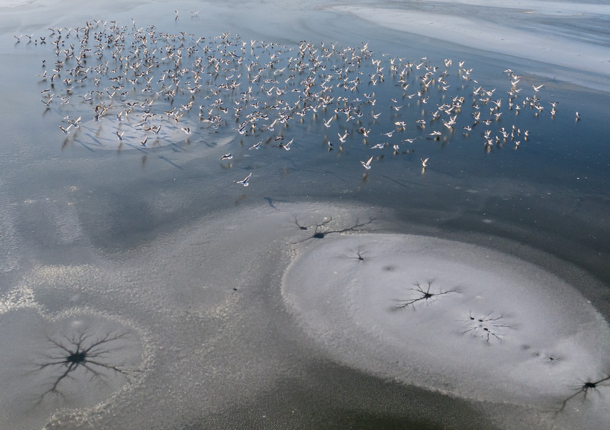 Ptaki na jeziorze Paprocany